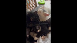 Trio Of Cuddling Foster Cats