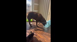 Big Dog Plays With Little Cat Tunnel