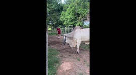 Jude Bull-ingham! Farm animal shows off his football skills