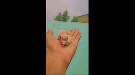 Cute baby pigeon sits on man's hand