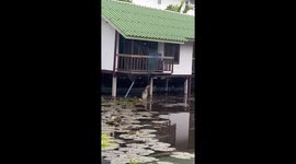 Monitor lizard tangled in net outside canal home rescued by woman