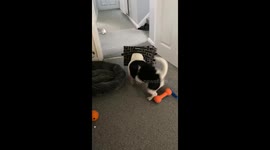 Dog Archie's misadventure with the toy basket