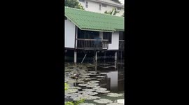Animal rescue: monitor lizard gets entangled by its neck in Bangkok