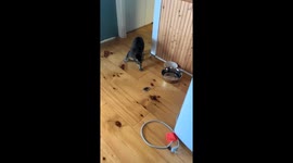 Household pets chase mouse, pause when It stops