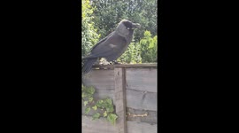 Arnie the jackdaw sunbathes on a glorious day in Greater Manchester