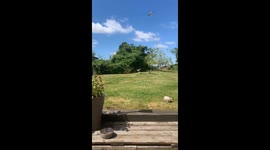 Birds swarm garden after meat and red kite sounds