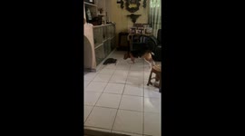 Dog and rat: unexpectedly cute interaction caught on camera