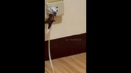 Bat intruder startles girl in Rizal, Philippines