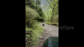 Wild giant panda spotted strolling along rural path in China