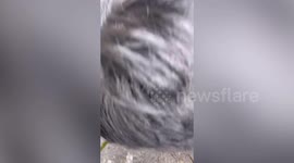 Good samaritans rescue lamb stuck in rocky crevice and reunite it with its mother