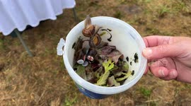UK: World Snail Racing Championships in Congham
