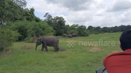 A female elephant chasing to Safari jeep to protect her ba