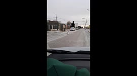 Penguin Approaches Vehicle