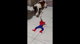 Spiderman sniper toy sends pet dog into a panic
