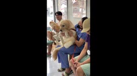 Vet comforts dog unhappy with her visit for jabs