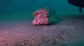 Massive Sea Cucumber Moves Toward Camera