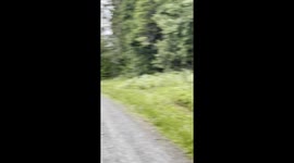 Runner Encounters Bear on Trail
