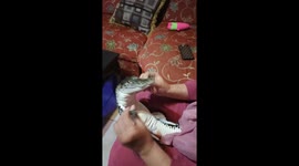 Tiny Crocodile Adorably Babied