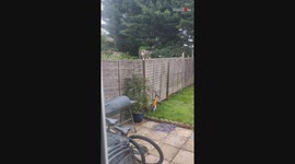 Magpie's attempt to be friends with a cat is declined