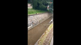 Ducklings take their first leap into the village beck
