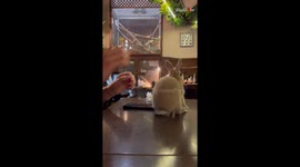 This stunning cafe in Budapest lets customers play with a wide variety of animals