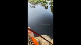 Violin Player Summons Turtles With Club Hit