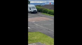 Mischievous magpies love to keep innocent cat on her toes