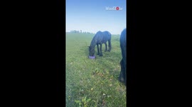 Friesian horse dazzles with a radiant grin after ignoring the girl's request