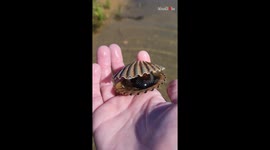 Woman encounters the mysterious unfolding of an oyster on a family oyster farm