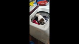 Cat discovers the ultimate oasis for hydration in a washing machine