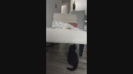 Older Cat Smacks New Kitten