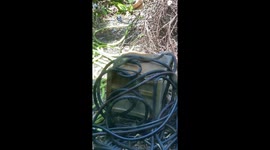 Snake Blends In With Hose
