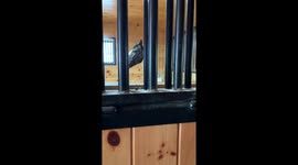 Horse Hangs Out On Bean Bag Chair