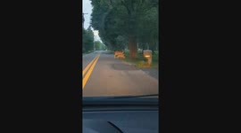 Twin Fawns Feed From Mom