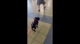 Frenchie Takes Off With Luggage