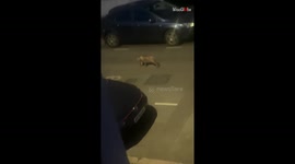 Mysterious figure raises Skin-Walker concern past-midnight *Eerie Sighting!*