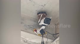 Swallow family nesting on CCTV camera have a rotating home