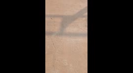 Raccoons go crazy for fresh apples in China