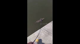 Chinese man takes his pet crocodile for a 'walk' in lake