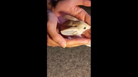 Meet long-eared jerboa in China's Gobi Desert