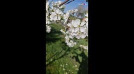 Spring symphony: Spring bee engrossed in white cherry blossom's nectar extraction