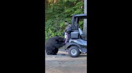 Mother bear and cub hold up golf cart to steal food from bags
