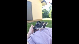 Mother swallow feeds fallen nestlings with tender care