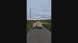 Awesome sheepdog jumps to owner's rescue after herd of sheep loses its way