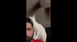 Adorable cat tries to figure out a spinning fan's mystery