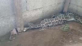 Gruesome moment python regurgitates two chickens