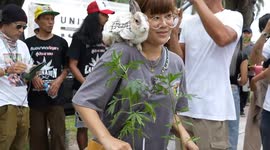 Cannabis users protest over plant being reclassified as drug in Thailand