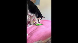 Husky jumps on squeaky toy for fun