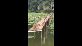 Monkeys leap from boardwalk into pond in China