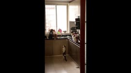 Five cats captivated by sounds in a kitchen in China